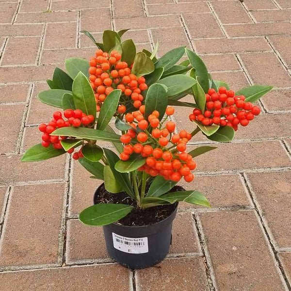 Skimmia japonica ‘O’ Berries Red’ (sf) (12cm Pot) image 1