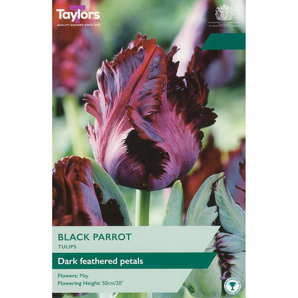 Tulip 'Black Parrot' (5 bulbs) image 0