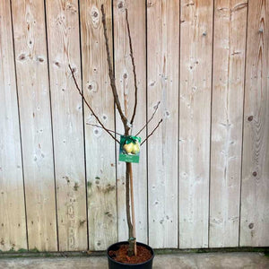 'Beurre Hardy' Pear Tree (12 Litre Pot) image 1