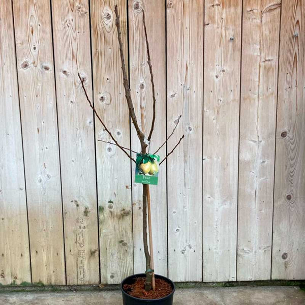 'Beurre Hardy' Pear Tree (12 Litre Pot) image 1