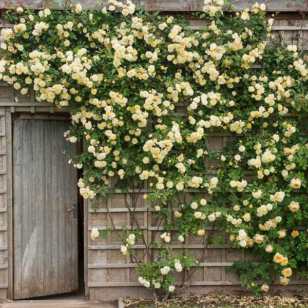 David Austin Malvern Hills® Rambling Rose (6-Litre Pot) image 1