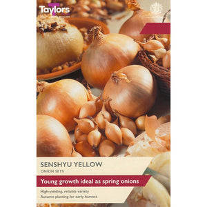'Senshyu Yellow' Onion Sets (50 Bulbs) image 0