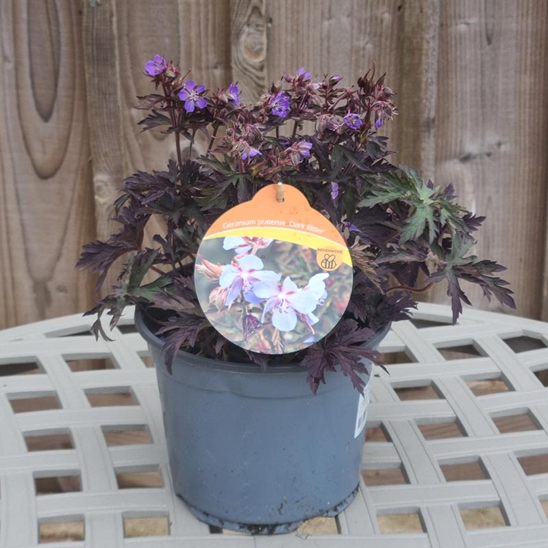 Geranium pratense Blue ‘Dark Reiter’ (3-Litre Pot) image 0