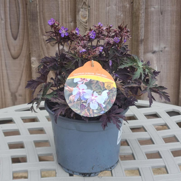 Geranium pratense Blue ‘Dark Reiter’ (3-Litre Pot) image 1