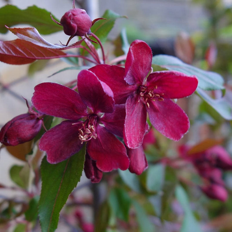 Malus ‘Royalty’ (Crab Apple Tree) (12-Litre Pot) image 0