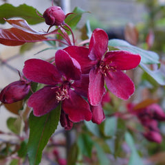 Malus ‘Royalty’ (Crab Apple Tree) (12-Litre Pot) image 0