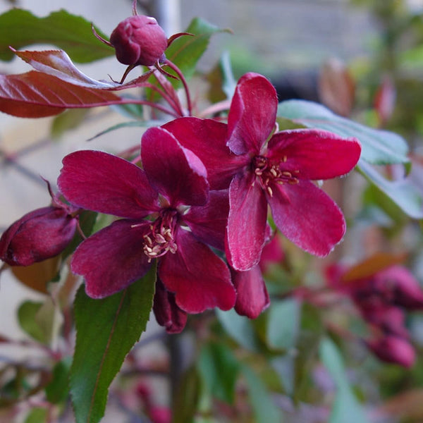 Malus ‘Royalty’ (Crab Apple Tree) (12-Litre Pot) image 0