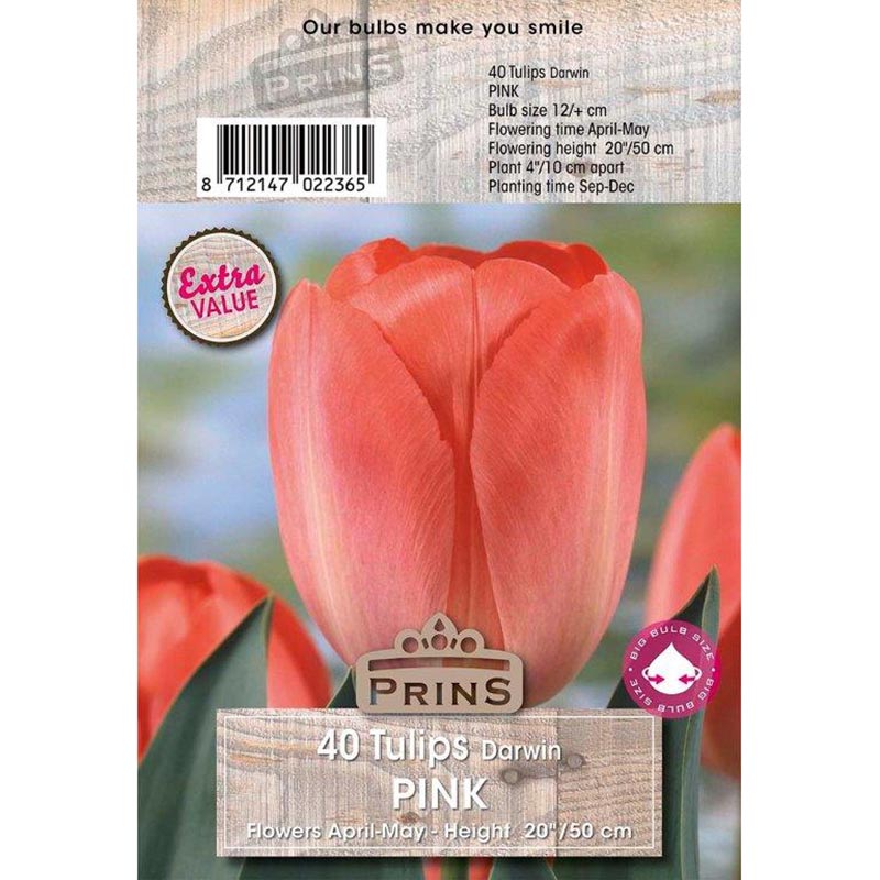 Tulip Darwin Pink (40 Bulbs) image 0