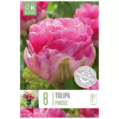 Tulip 'Pink Size' (8 bulbs) image 0