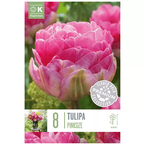 Tulip 'Pink Size' (8 bulbs) image 0