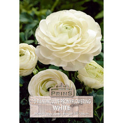Ranunculus ‘White’ (10 Bulbs) image 0