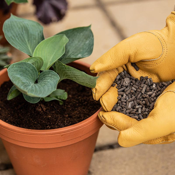 Westland Growing Success Organic Slug Stop Barrier Pellets image 2