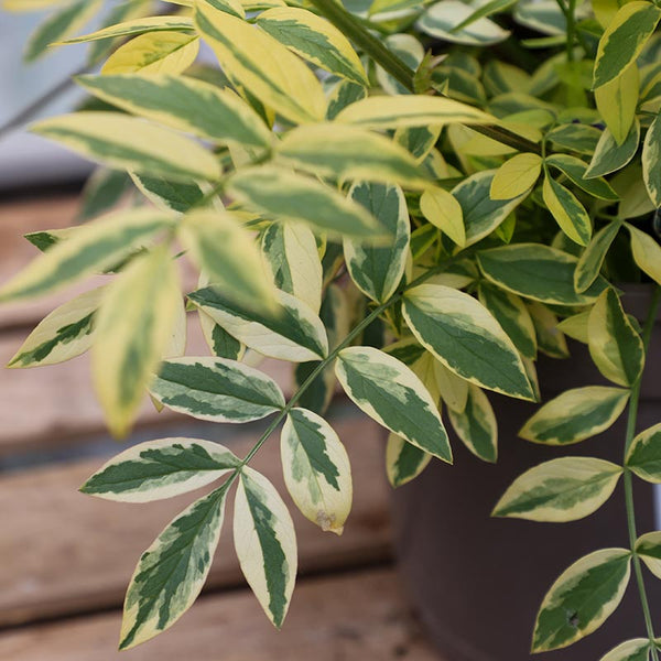 Polemonium ‘Golden Feathers’ (2-Litre Pot) image 2