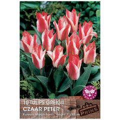Tulip 'Czaar Peter' (10 bulbs) image 0