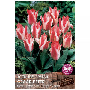 Tulip 'Czaar Peter' (10 bulbs) image 0
