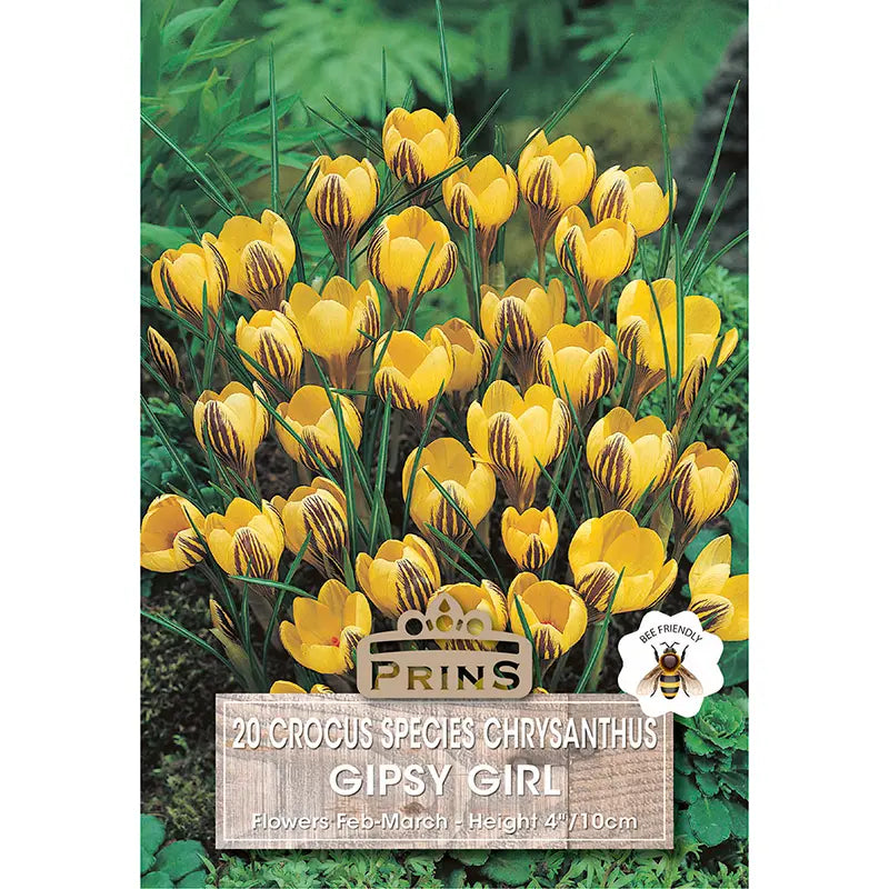 Crocus 'Gipsy Girl' (20 bulbs) image 0