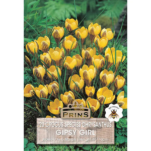 Crocus 'Gipsy Girl' (20 bulbs) image 0