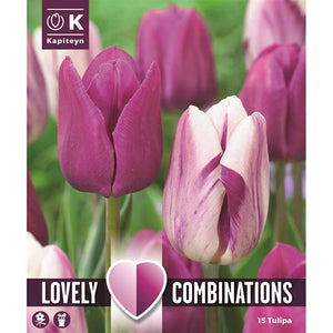 Lovely Combinations Tulips Purple and White (15 Bulbs) image 0