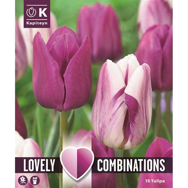 Lovely Combinations Tulips Purple and White (15 Bulbs) image 0