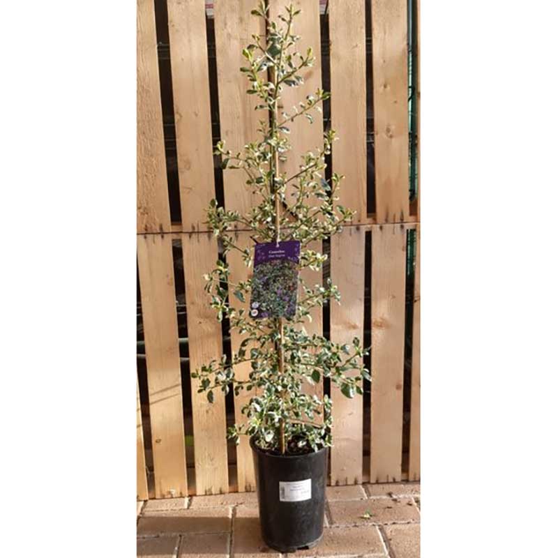 Ceanothus 'Silver Surprise' image 0