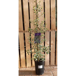 Ceanothus 'Silver Surprise' image 1