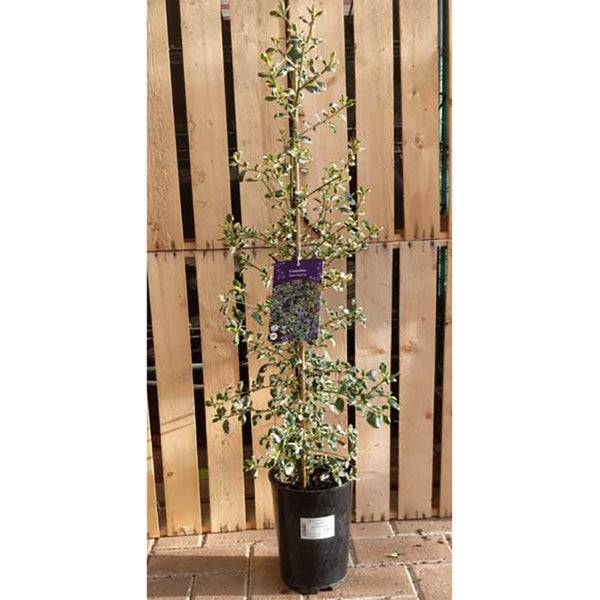 Ceanothus 'Silver Surprise' image 1