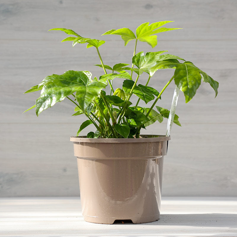 Fatsia japonica (3-Litre Pot) image 0