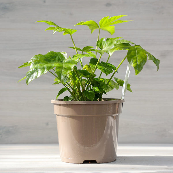 Fatsia japonica (3-Litre Pot) image 0