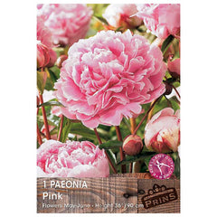Paeonia 'Pink' (1 bare root) image 0