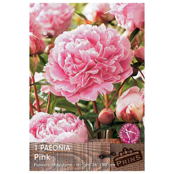 Paeonia 'Pink' (1 bare root) image 0