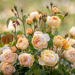 David Austin Dannahue® English Shrub Rose (6-Litre Pot) image 0