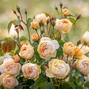 David Austin Dannahue® English Shrub Rose (6-Litre Pot) image 0