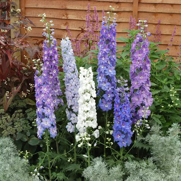 Delphinium 'Guardian' - Blue image