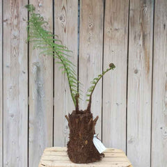 Dicksonia antarctica Tree Fern 1ft image 0