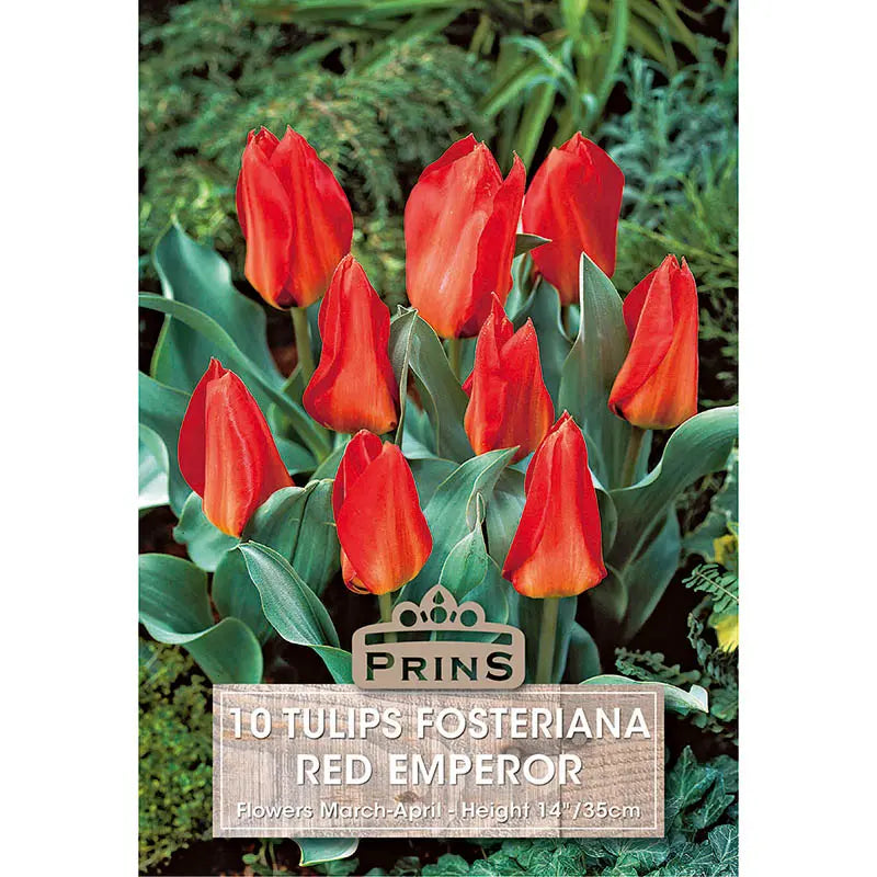 Tulip 'Red Emperor' (10 bulbs) image 0