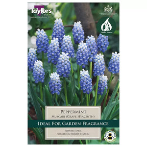 Grape Hyacinth Muscari armeniacum 'Peppermint' (15 bulbs) image 0