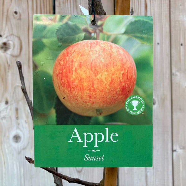 'Sunset' Apple Tree (12-Litre Pot) image 0