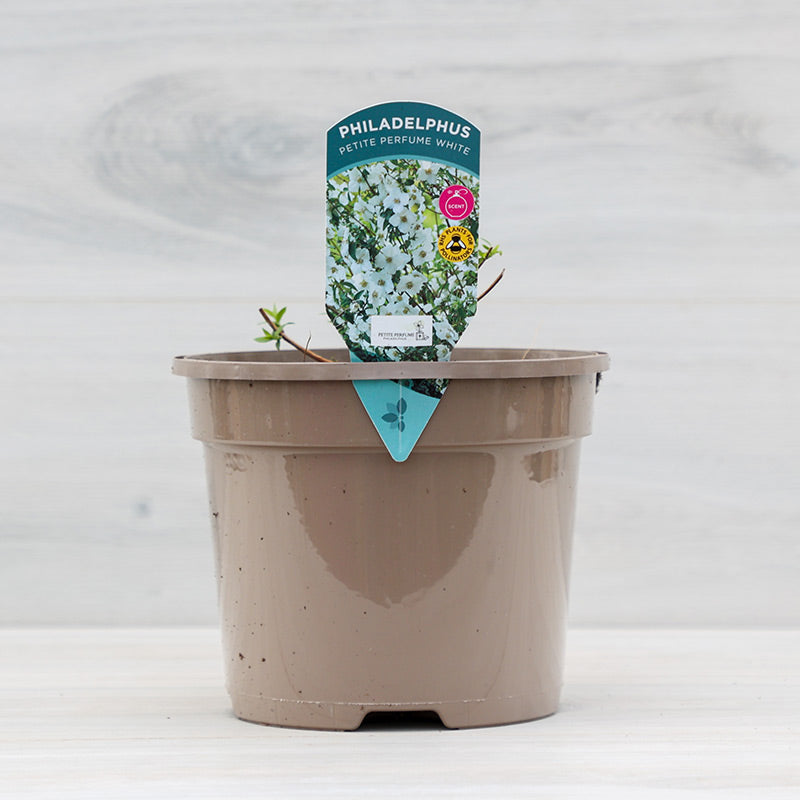 Philadelphus ‘Petite Perfume White’ Mock Orange (3-Litre Pot) image 0