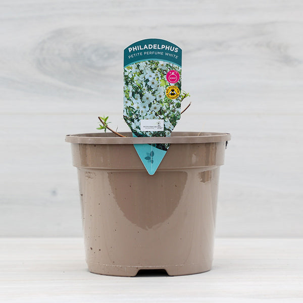 Philadelphus ‘Petite Perfume White’ Mock Orange (3-Litre Pot) image 0