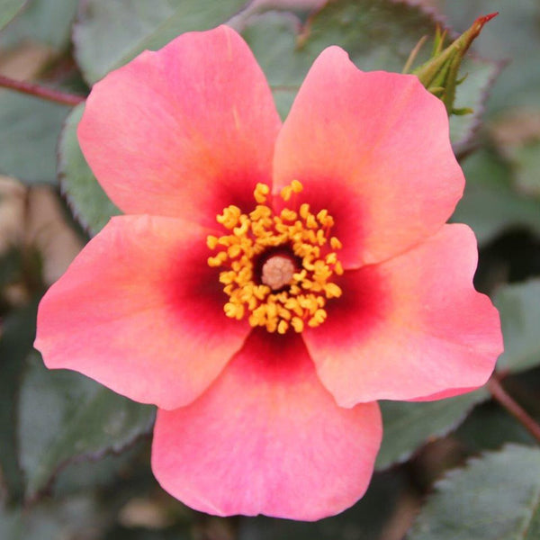 Whartons Roses ‘For Your Eyes Only’ Floribunda Rose (3-Litre Pot) image 0