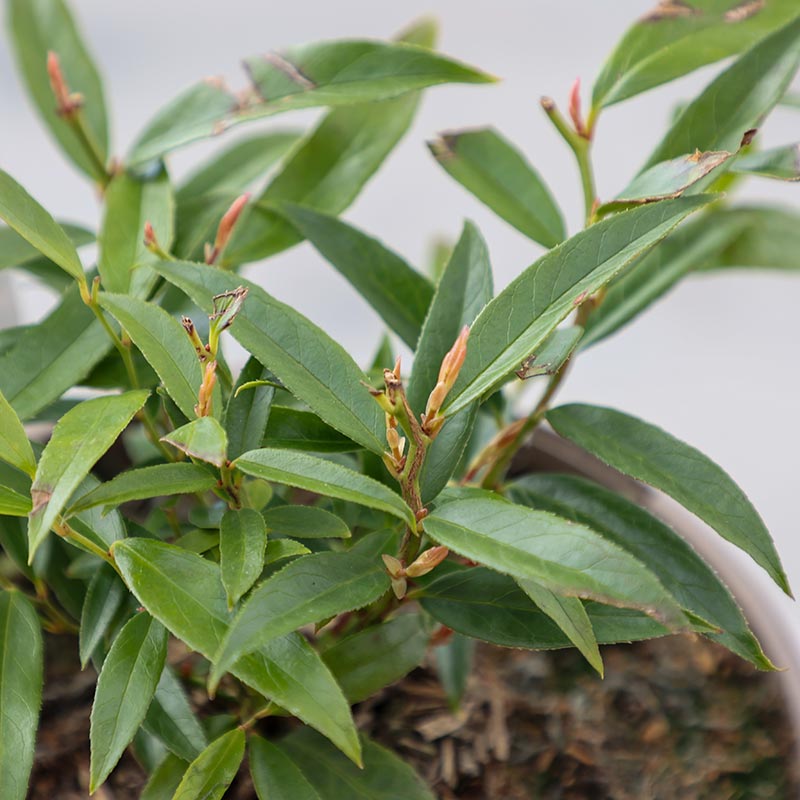 Leucothoe keiskei ‘Burning Love’ (3-Litre Pot) image 0