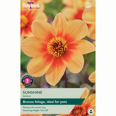 Dahlia Border 'Sunshine' with Yellow and Orange Flowers (1 Tuber) image 0