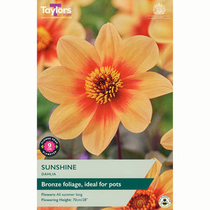 Dahlia Border 'Sunshine' with Yellow and Orange Flowers (1 Tuber) image 0