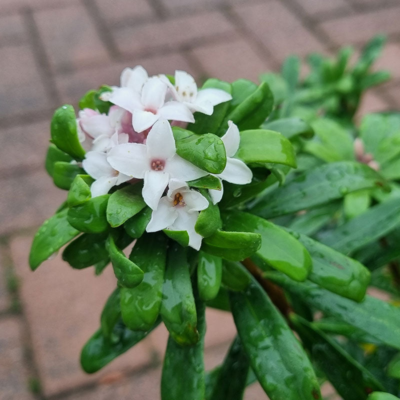 Daphne x transatlantica ‘Eternal Fragrance’ (2-Litre Pot) image 0