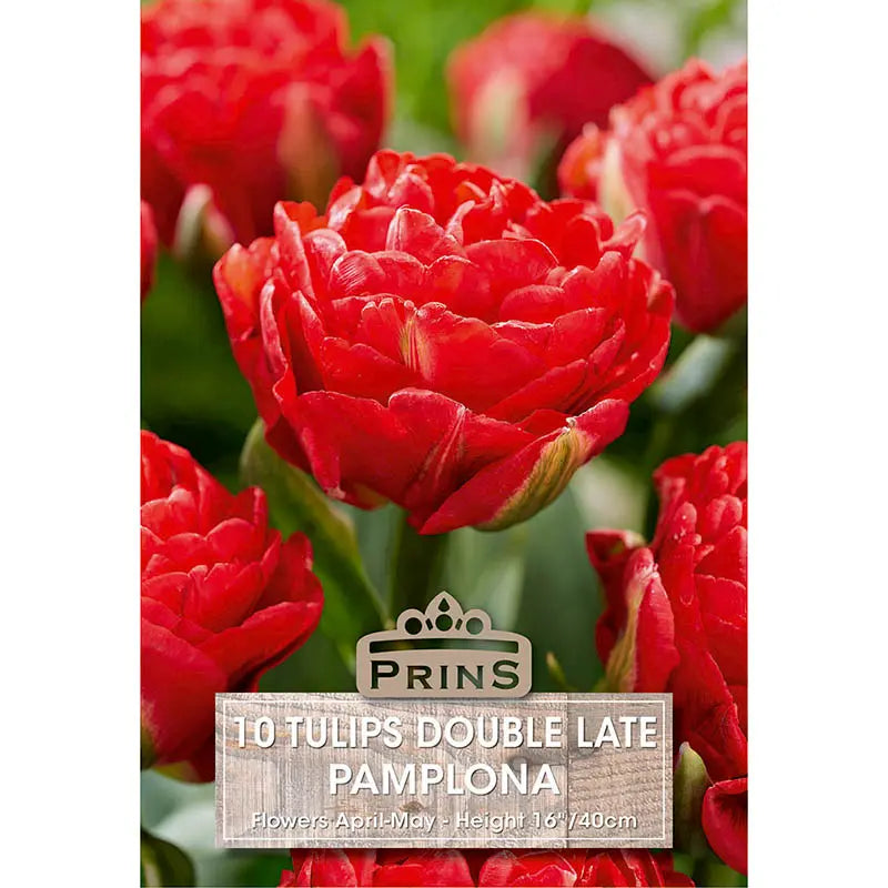 Tulip 'Pamplona' (10 bulbs) image 0