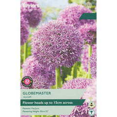 Allium ‘Globemaster’ (1 Bulb) image 0