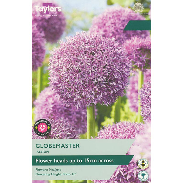 Allium ‘Globemaster’ (1 Bulb) image 0