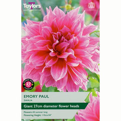 Dahlia ‘Emory Paul’ with Giant Pink Flowers (1 Tuber) image 0