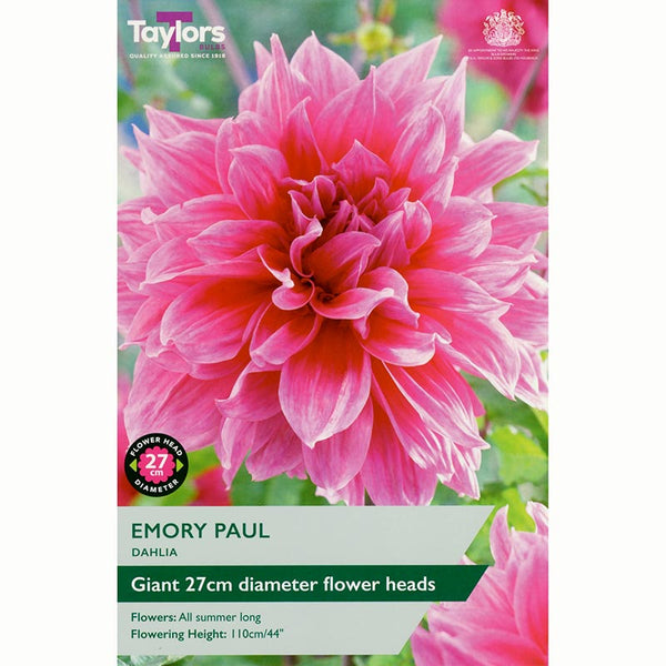 Dahlia ‘Emory Paul’ with Giant Pink Flowers (1 Tuber) image 0