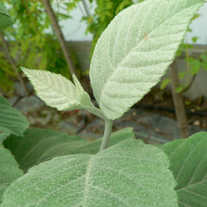 Sorbus aria ‘Lutescens’ Tree (Whitebeam) (12-Litre Pot) image 1